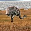 Lesser Rhea, Magellan Strait - Patagonia